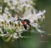 Anoplius  spec. Wegwespe