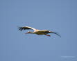 Weistorch Ciconia ciconia
