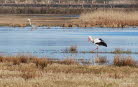 Weistorch Ciconia ciconia