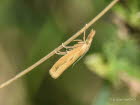 Agriphila inquinatella Grasz�nsler