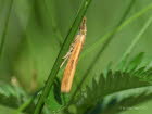 Agriphila inquinatella Grasz�nsler