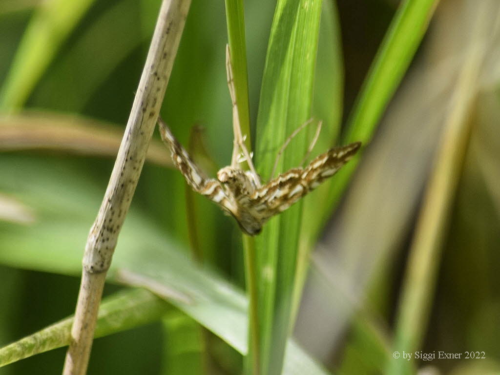 Elophila nymphaeata  Laichkrautz�nsler