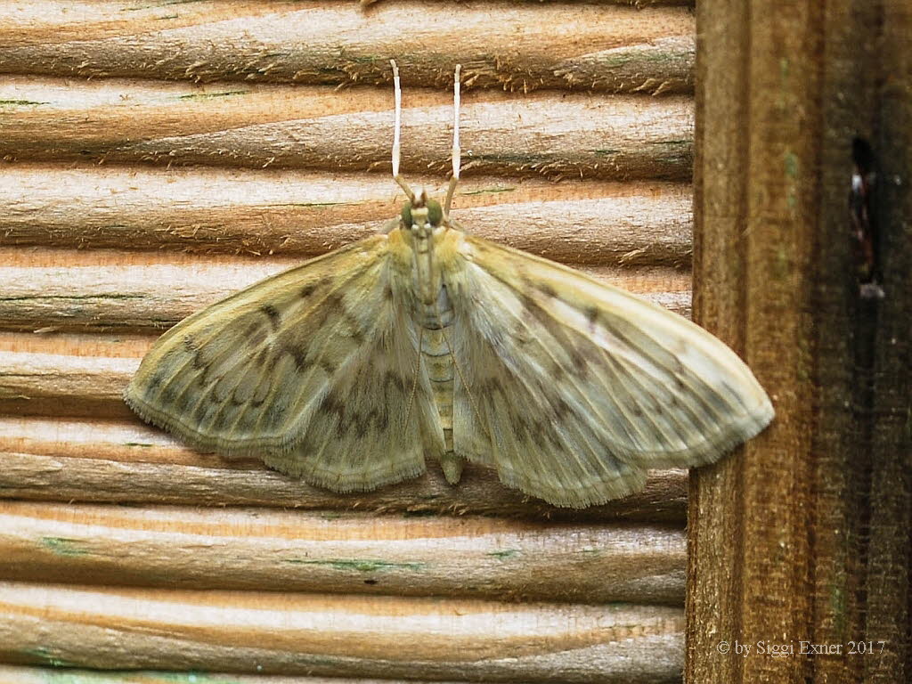 Patania ruralis Blasser Nesselz�nsler