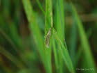 Crambus perlella Wei�er Grasz�nsler 