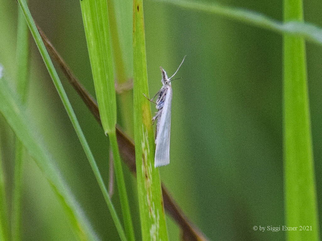 Crambus perlella Wei�er Grasz�nsler 