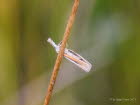 Agriphila selasella Wei�streifiger Feuchtwiesen-Grasz�nsler 