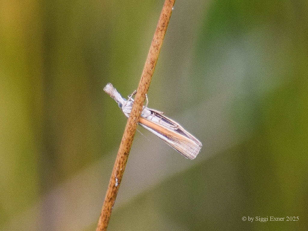 Agriphila selasella Wei�streifiger Feuchtwiesen-Grasz�nsler 